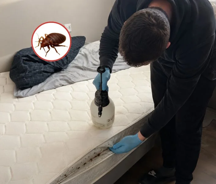 Technicien traitant un matelas contre les punaises de lit à Beaumont-du-Gâtinais